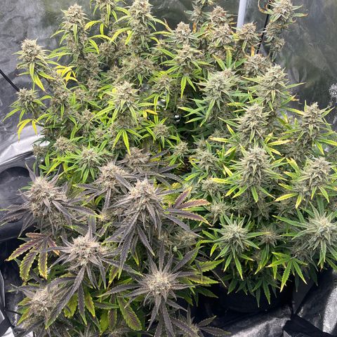 Double Grape #1 growlog timeline photo