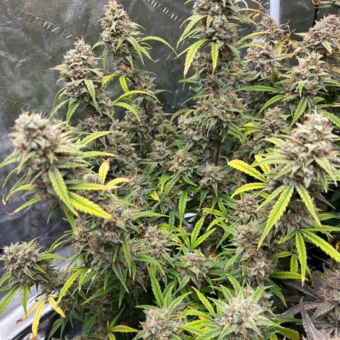 Double Grape #1 growlog timeline photo