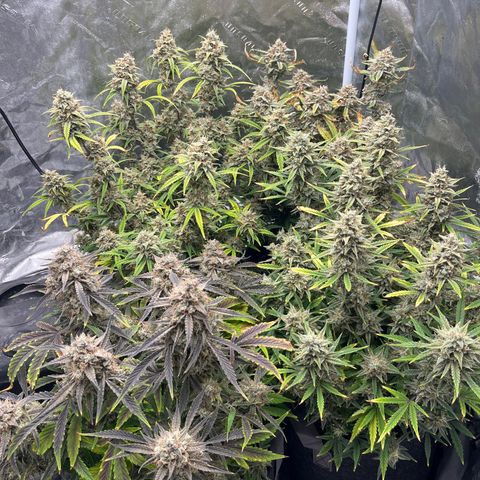 Double Grape #1 growlog timeline photo