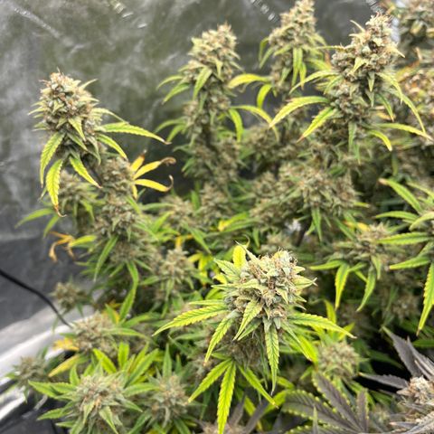 Double Grape #1 growlog timeline photo