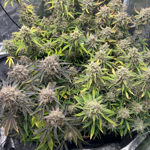 Double Grape #1 growlog timeline photo