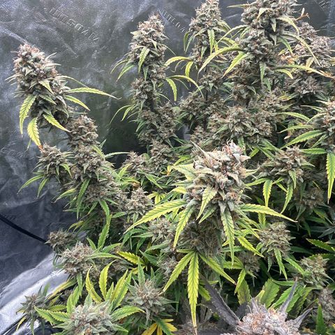 Double Grape #1 growlog timeline photo