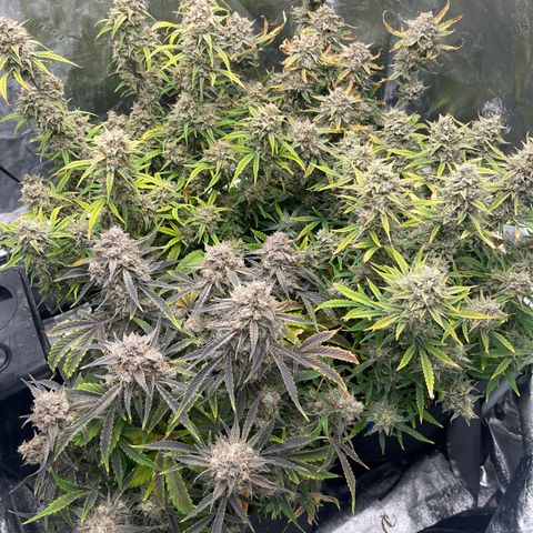 Double Grape #1 growlog timeline photo