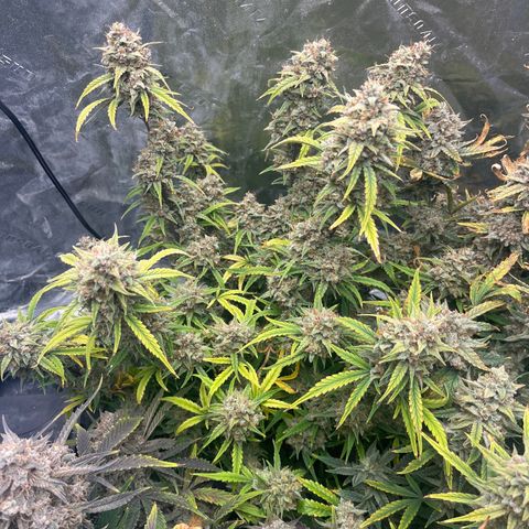 Double Grape #1 growlog timeline photo