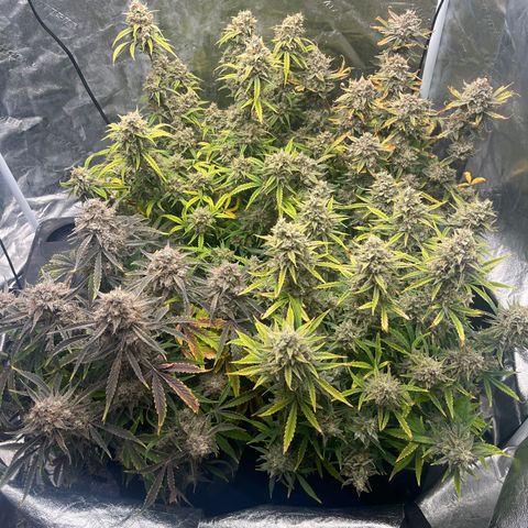 Double Grape #1 growlog timeline photo