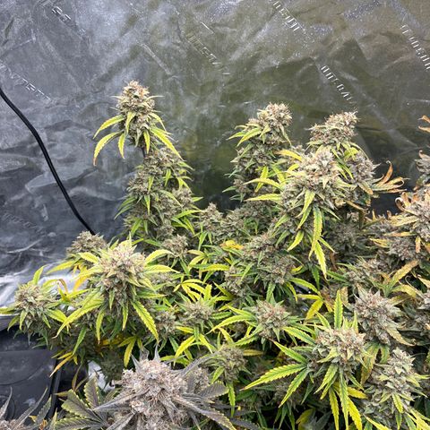 Double Grape #1 growlog timeline photo