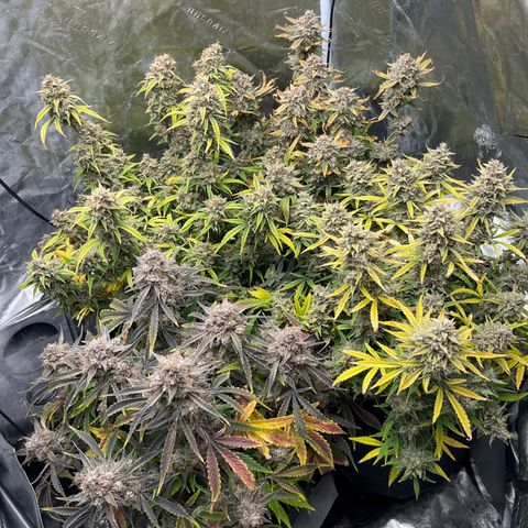 Double Grape #1 growlog timeline photo