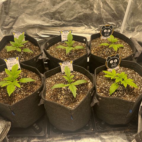Double Grape #1 growlog timeline photo