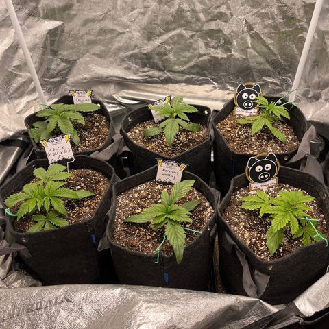 Double Grape #1 growlog timeline photo