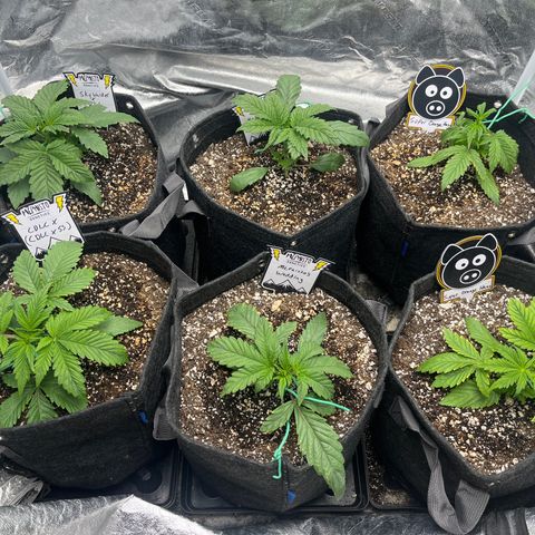 Double Grape #1 growlog timeline photo