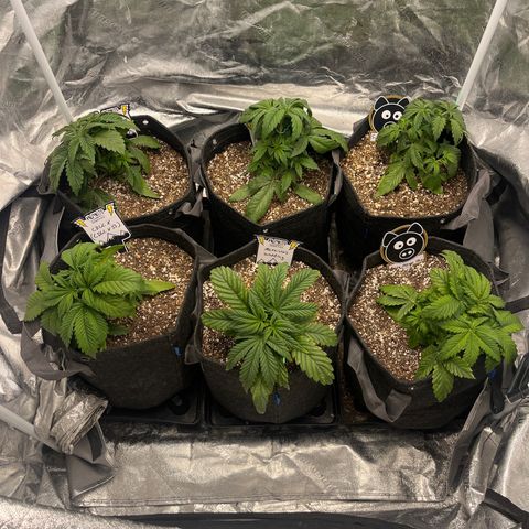 Double Grape #1 growlog timeline photo