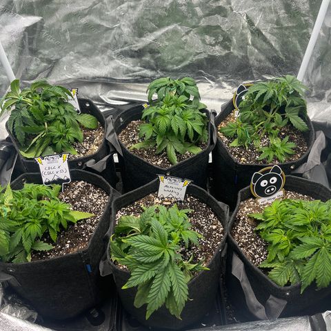 Double Grape #1 growlog timeline photo