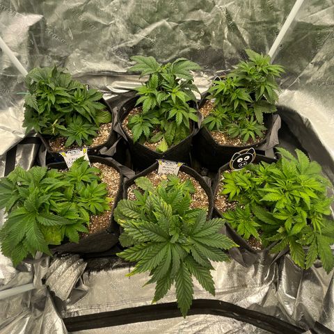 Double Grape #1 growlog timeline photo