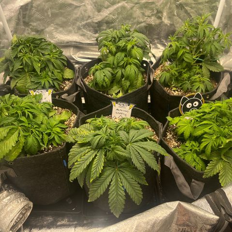Double Grape #1 growlog timeline photo
