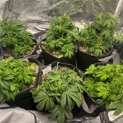Double Grape #1 growlog timeline photo