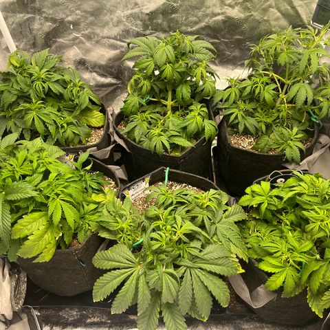 Double Grape #1 growlog timeline photo