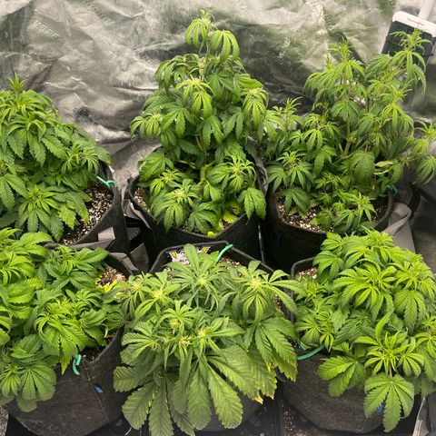 Double Grape #1 growlog timeline photo