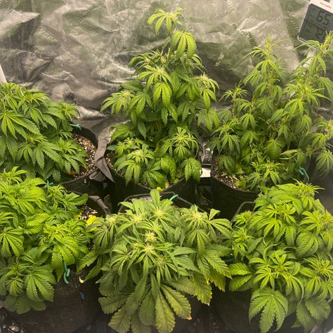Double Grape #1 growlog timeline photo