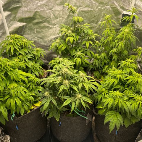 Double Grape #1 growlog timeline photo