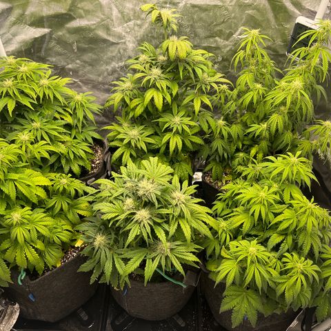 Double Grape #1 growlog timeline photo