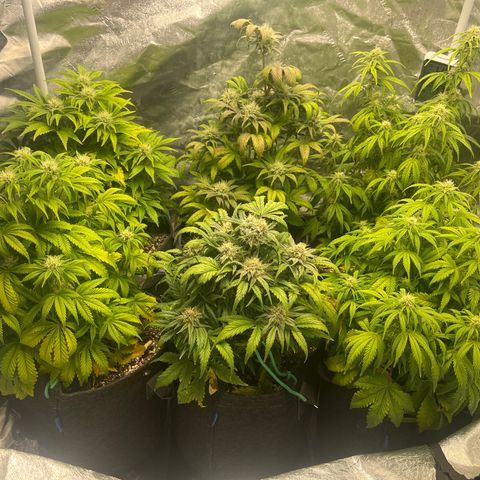 Double Grape #1 growlog timeline photo