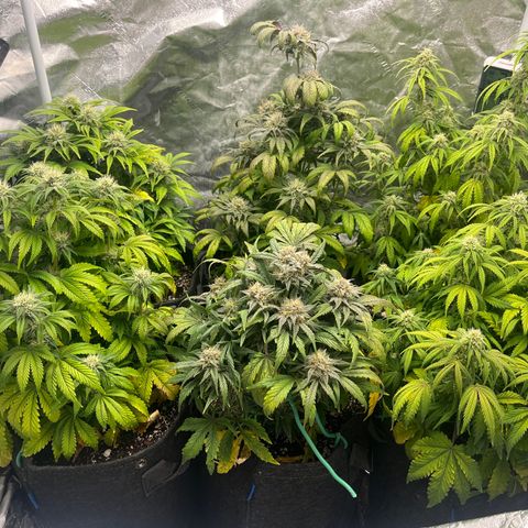 Double Grape #1 growlog timeline photo