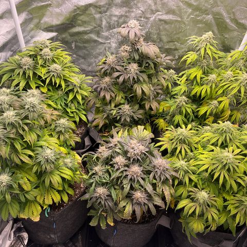 Double Grape #1 growlog timeline photo