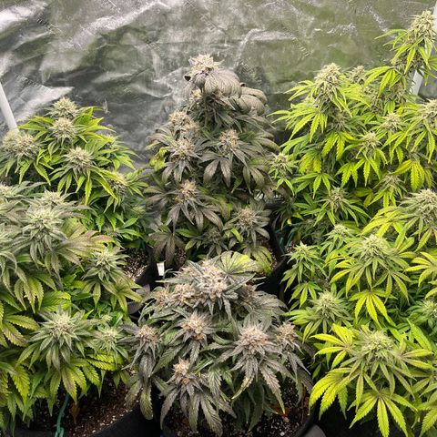 Double Grape #1 growlog timeline photo