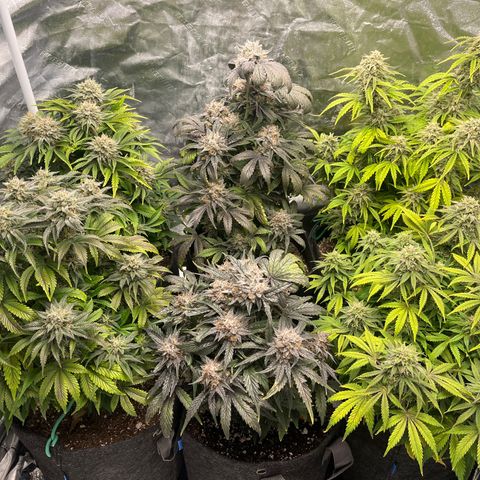 Double Grape #1 growlog timeline photo