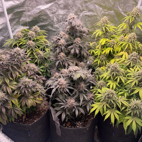 Double Grape #1 growlog timeline photo
