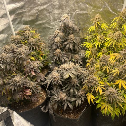 Double Grape #1 growlog timeline photo