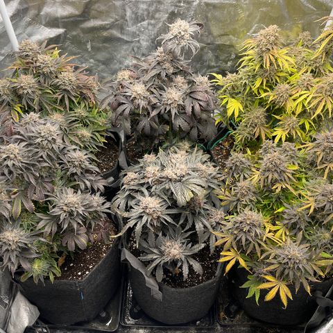 Double Grape #1 growlog timeline photo