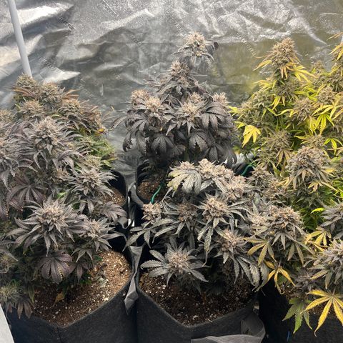 Double Grape #1 growlog timeline photo