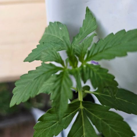 White widow  growlog timeline photo