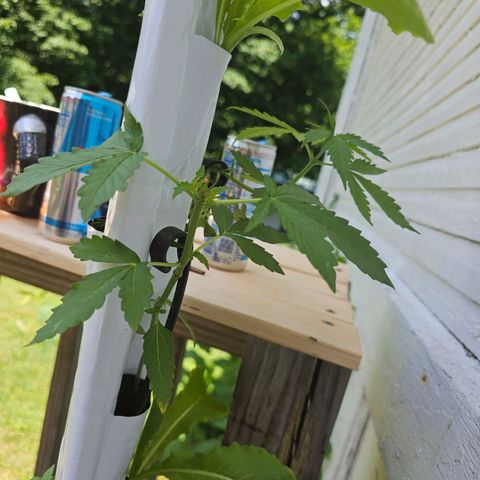 White widow  growlog photo: Right side alpha_
Above alpha 