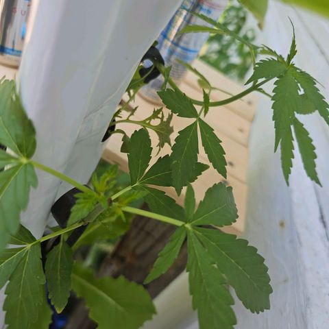 White widow  growlog photo: Right side alpha_
Above alpha 