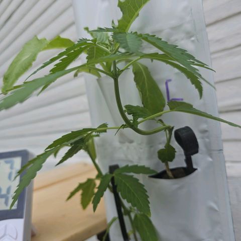 White widow  growlog timeline photo
