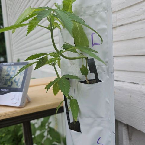 White widow  growlog timeline photo