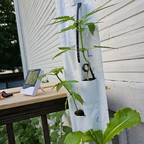 White widow  growlog timeline photo