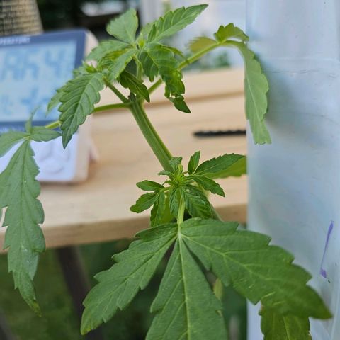 White widow  growlog photo: Pre flower 