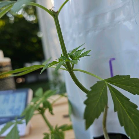 White widow  growlog photo: Pre flowers Beata 