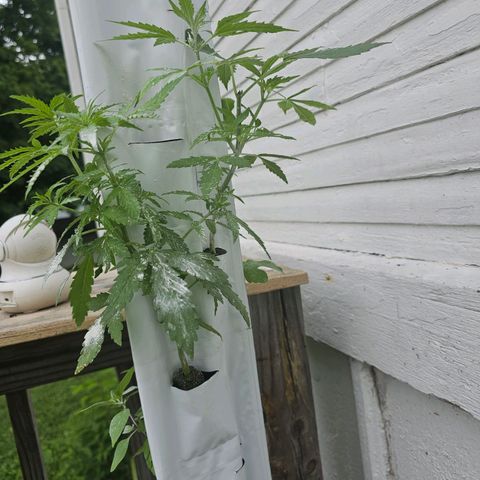 White widow  growlog photo: Organic DE