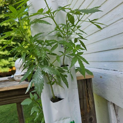White widow  growlog timeline photo