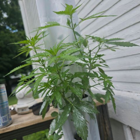 White widow  growlog timeline photo