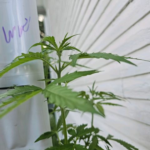 White widow  growlog timeline photo