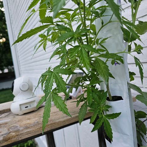White widow  growlog photo: Milk water 