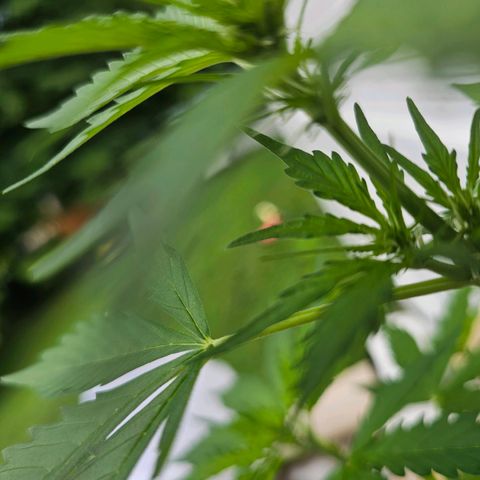 White widow  growlog timeline photo