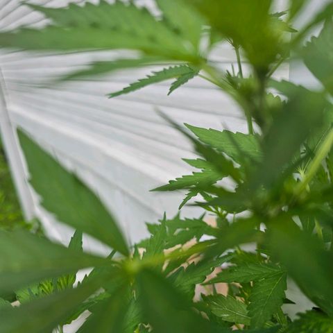 White widow  growlog timeline photo