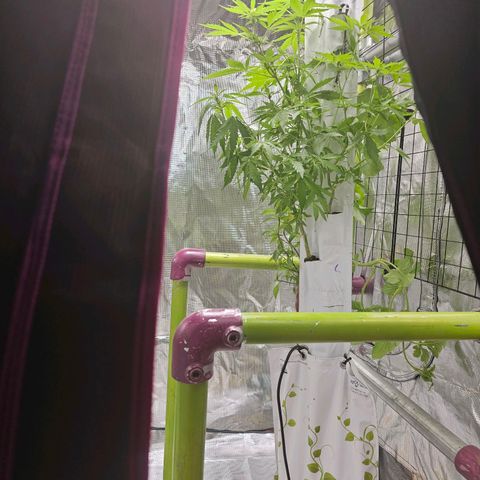 White widow  growlog photo: Move in to tent 
