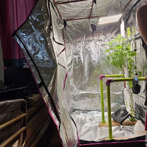 White widow  growlog timeline photo